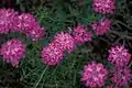 Fleurs d'Iberis-umbellata