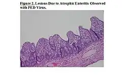 Description de l'image 07 01 PED Purple virus slide Figure 2.jpg.