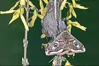 Jeune mâle séchant ses ailes accroché à son cocon.