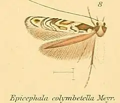 Description de l'image 08-Epicephala colymbetella Turner, 1947.JPG.