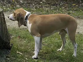 Petit chien courant suisse, variété schwytzoise.