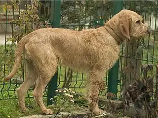 Griffon fauve de Bretagne.