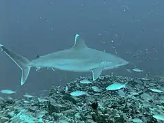 Un requin au-dessus d'un récif de corail.