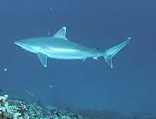 Un requin en train de nager.