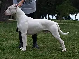 Un dogue argentin