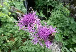 Centaurée alpestre Centaurea alpestris