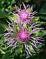 Centaurea uniflora.