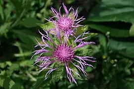 Centaurea uniflora