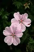 Geranium sanguineum 'Striatum'