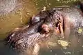 Hippopotame amphibie