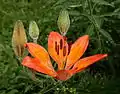 Lilium bulbiferum du Jardin botanique alpin La Jaÿsinia à Samoëns (Haute-Savoie).