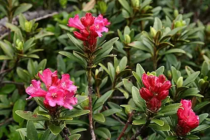 Rhododendron ferrugineum.