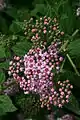 Spiraea japonica.