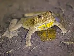 Sonneur à ventre jaune.