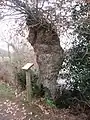 Arbre têtard (un chêne) le long de la rive droite de la Rivière du Bono (GR 34, en Pluneret).