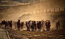 Photo d'un troupeau de chevaux marchant sur une piste