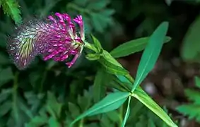  Vue rapprochée d'une fleur en épi serré de couleur lilas-rose