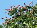 Houppier de Norantea guianensis dans la canopée au bord du Río Ventuari (Venezuela)