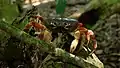 Crabe cardisoma carnifex, îles Similan