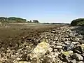 Le bras de mer séparant Énez Terc'h du continent (vue vers le sud depuis Énez Terc'h à marée basse).