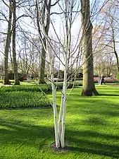 Betula utilis subsp. jacquemontii au jardin de Keukenhof.