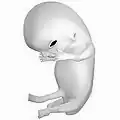 Fœtus humain, 8 semaines de grossesse (10 semaines d'aménorrhée).