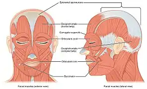 Muscles faciaux (anglais)