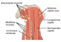 Les muscles multifidus (étiquetés à gauche) comme on le voit dans une vue postérieure du cou.