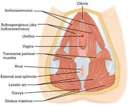 Muscles dans la région du périnée pour une femme (anglais).