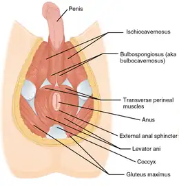 Muscles dans la région du périnée pour un homme (anglais).