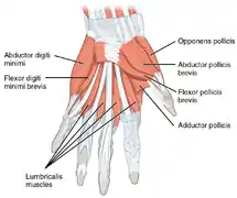 Muscles de la main palmaire (anglais).