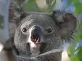 Un koala (pupille verticale).
