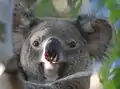 Un koala (verticale).