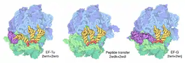 Cycle du ribosome