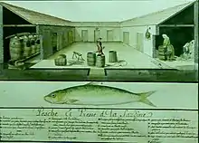 Pesche et presse de la sardine (dessin aquarellé sur papier, 1756).
