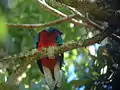 Quetzal resplendissant