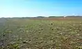 Les dunes bordant la plage de Tronoan et leur végétation naturelle à proximité de Kerdraffic, à la limite des communes de Plomeur et Saint-Jean-Trolimon.