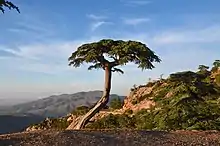 Un arbre avec un tronc haut et une sorte de houpe comme feuillage se détache sur le ciel bleu.