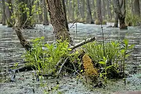 Image illustrative de l’article Réserve de biosphère de Schorfheide-Chorin