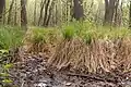 Marais situé dans la réserve totale de Plagefenn