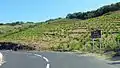 Terroir du Banyuls et du Collioure