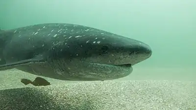 Requin plat-nez (Notorynchus cepedianus).