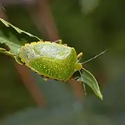 Chinavia pallidoconspersa (Zimbabwe).