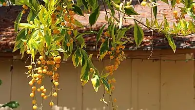 Feuilles et fruits d'un arbre du jardin botanique de San Diego
