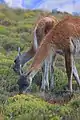 Guanacos (Lama guanicoe)