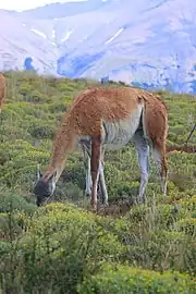 Guanaco (Lama guanicoe)