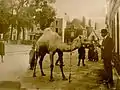 Fernand Cadoret (1855-1918) : Victor Robic donnant à manger à un dromadaire (photographie début XXe siècle)