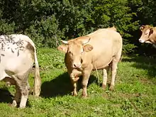 Troupeau de trois vaches à robe claire (deux sortent du champ de l'opérateur).