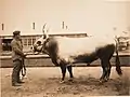 Taureau de race ukrainienne, issu de l'élevage du baron von Falz-Fein présenté à l'exposition agricole de Moscou de 1896.