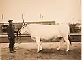 Vache de race kiano-ukrainienne, issue de l'élevage de la famille Zakharov, présentée à l'exposition agricole de Moscou de 1896.